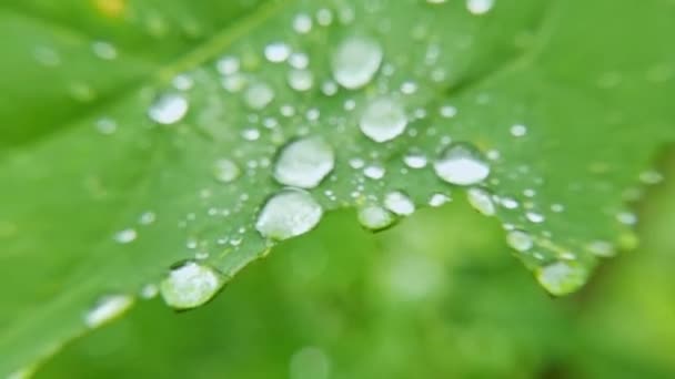 Капля воды на зеленом листе. Природа затуманена. Прозрачный мокрый пузырь. Ботаника — стоковое видео