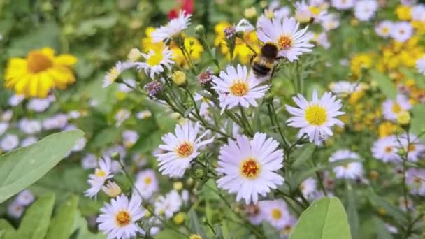 Bijen vliegen in de buurt van bloemen. Macro video van allergie insecten. Groen gras. Tuin met hommels — Stockvideo