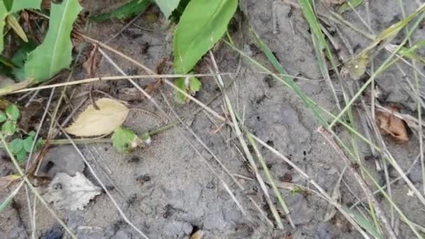Las hormigas del bosque se mudan a otro lugar. Muchos insectos. Fondo de arena. Movimiento lento — Vídeos de Stock