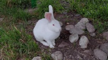 Tavşan açık hava portresi. Yavaş video. Paskalya evcil hayvanı. Çiftçi hayvan.