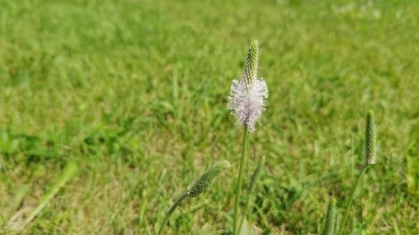 Långsam video groblad blomma. Ekologisk sommarterapi gräs. Grön gräsmatta. Solig dag — Stockvideo