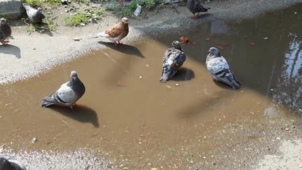 Många duvor går på sommargatan. Grupp av fåglar i stadslandskapet — Stockvideo