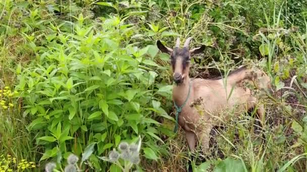 Cabra engraçada comendo folhas verdes. Cabeça de ovelha marrom na fazenda. Natureza fundo — Vídeo de Stock