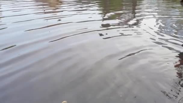 Stadsregen. Een grote plas. Buiten het zicht. Herfst gevaar. Automobiele natte reis — Stockvideo