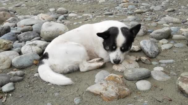 Divertido perro blanco y negro durmiendo al aire libre. Fondo de naturaleza de piedra. Animal doméstico adulto — Vídeos de Stock