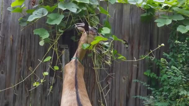 Смешная коза ест зеленые листья. Овечья голова на ферме — стоковое видео