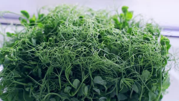 Mikrogröna ärtor. Gröna buskar gror. Ekologi hälsosam ekologisk mat — Stockvideo