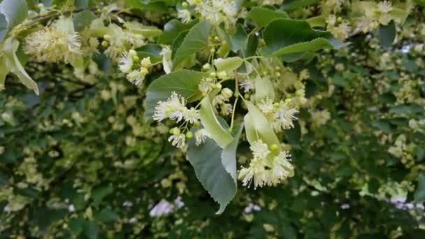 Lindenboom. Kruidenbloesem. Groen blad en gele bloem. Gezondheidszorg bloei — Stockvideo