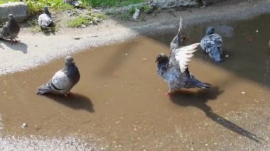 Birçok güvercin yaz caddesinde yürüyor. Kentsel alanda bir grup kuş