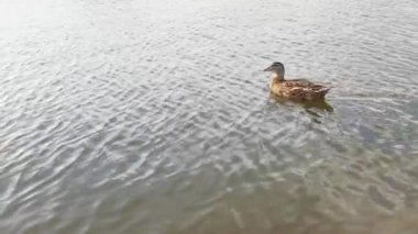 Küçük şirin ördek dışarı çıkıyor. Su parkı göleti