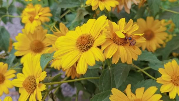 Arı çiçeğin yanında uçar. Böcek alerjisi makro video. Yeşil çimenler. Yabanarısı bahçesi — Stok video