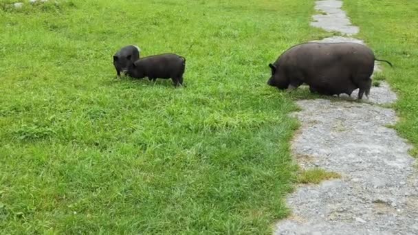 緑の芝生の上で面白い黒豚の散歩。農場の動物の家族。自然背景 — ストック動画
