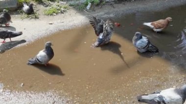 Birçok güvercin yaz caddesinde yürüyor. Kentsel alanda bir grup kuş