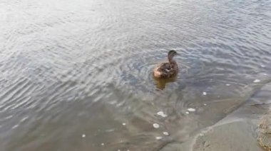 Küçük şirin ördek dışarı çıkıyor. Su parkı göleti