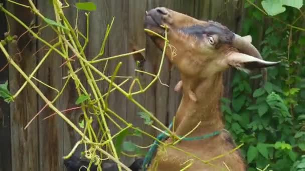 Cabra engraçada comendo folhas verdes. Cabeça de ovelha na fazenda — Vídeo de Stock