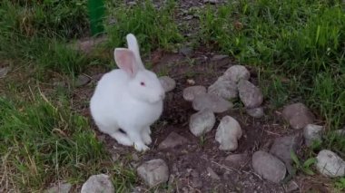 Tavşan açık hava portresi. Yavaş video. Paskalya evcil hayvanı. Çiftçi hayvan.
