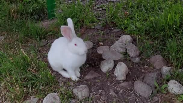 ウサギの屋外肖像画。ビデオが遅い。イースターかわいいペット。農耕動物 — ストック動画