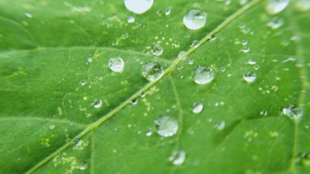 緑の葉に水が落ちる。自然を背景に。透明な湿式バブル。植物 — ストック動画