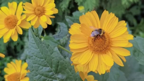 Bee fly near flower. Allergy insect macro video. Green grass. Bumblebee garden — Stock Video