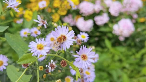 Bijen vliegen in de buurt van bloemen. Macro video van allergie insecten. Groen gras. Tuin met hommels — Stockvideo