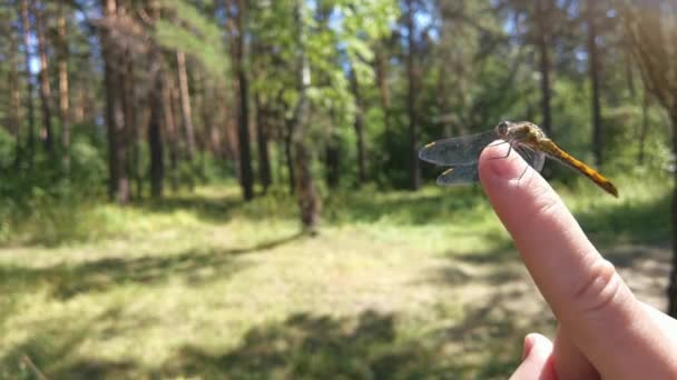 Flyg insekt på folks finger. Flagonfly med genomskinliga vingar. Skogsbakgrund — Stockvideo