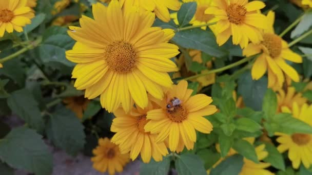 蜜蜂飞近花朵.过敏昆虫宏观视频。绿草。大黄蜂花园 — 图库视频影像