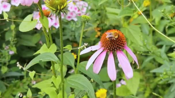 L'abeille vole près de la fleur. macro vidéo sur les insectes allergiques. Herbe verte. Jardin de bourdons — Video