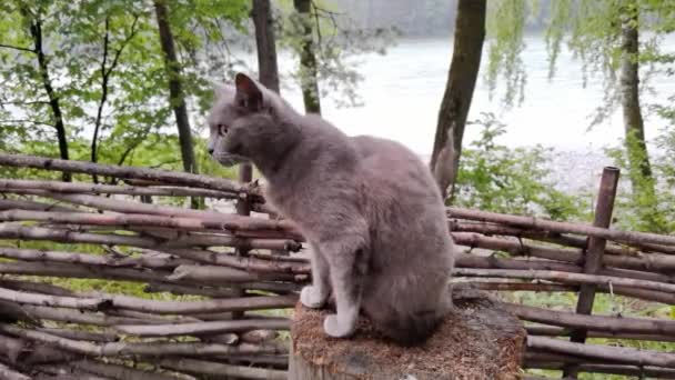 Divertente gatto grigio che si lava all'aperto. Foglie verdi e acqua natura sfondo — Video Stock
