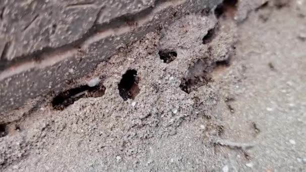 Stadsmieren met vleugels verplaatsen zich ergens anders. Vliegende insecten. Zand achtergrond. Langzaam. — Stockvideo