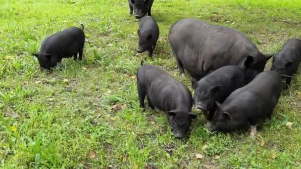 Funny black pig walkin on green grass. Animal family on farm. Nature background — Stockvideo