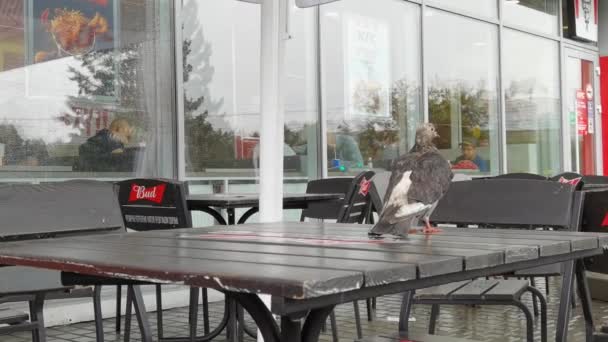 Pigeon eating restaurant food. Bird stealing bread