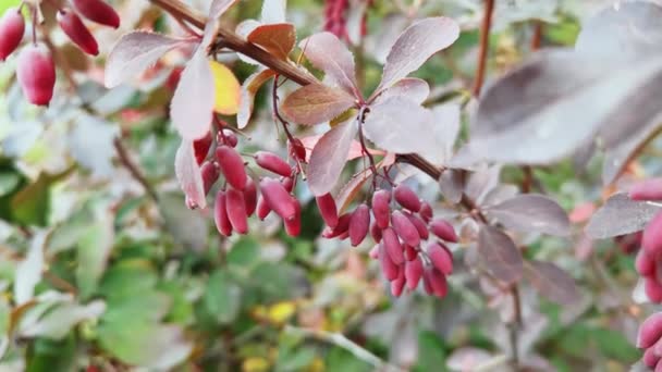 Berberis berry on autumn bush. Colorful heathy food. — Vídeo de Stock