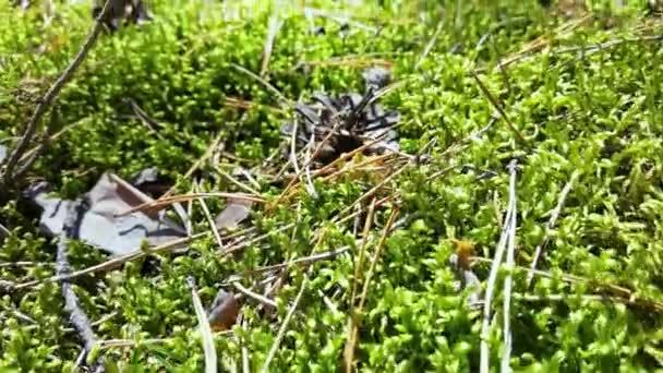 Green forest moss. Pine nature texture. Outdoor ecosystem. — Video Stock