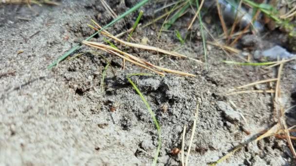 Lesní mravenci se stěhují na jiné místo. Spousta hmyzu. Písčité pozadí. Zpomalený pohyb — Stock video
