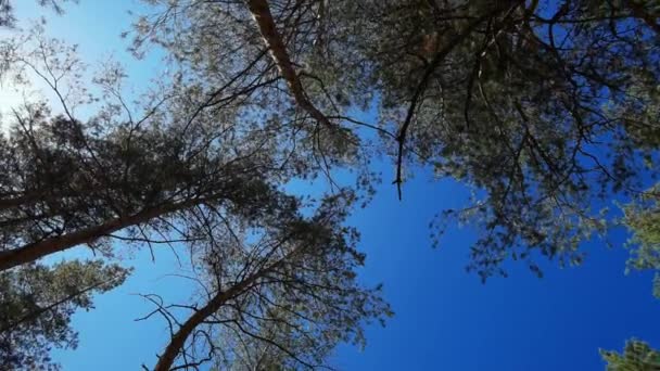 Widok na drzewa leśne. Błękitne niebo. Oddział Evergreen. Spokojny poranek. — Wideo stockowe