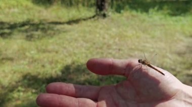İnsanların parmaklarında sinek uçar. Şeffaf kanatlı flagonfly. Orman arkaplanı