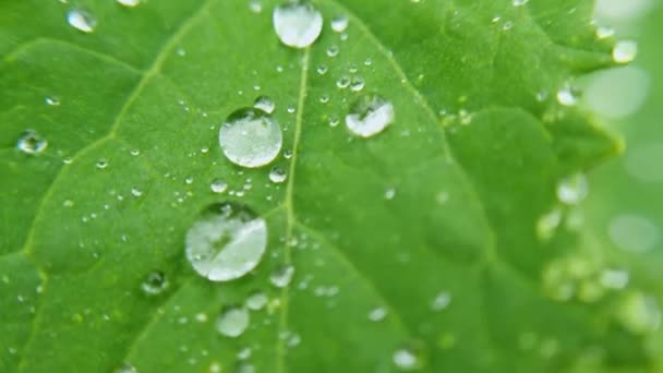 Waterdruppel op groen blad. De natuur gromt. Transparante natte bel. Plantaardige producten — Stockvideo