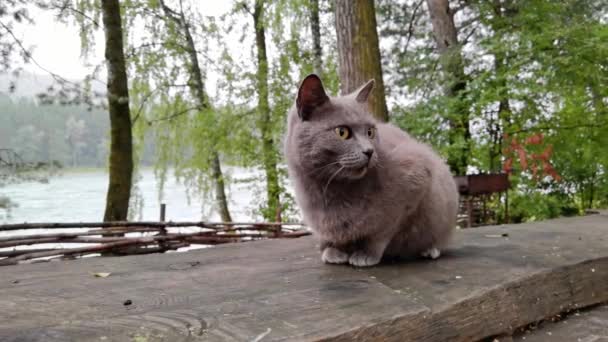 Funny grey cat washing outdoors. Green leaves and water nature background — Stock Video