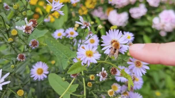 L'ape vola vicino al fiore. Insetto allergico macro video. Erba verde. Giardino di calabroni — Video Stock