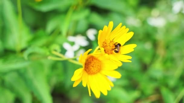 Včela lítá blízko kytky. Alergie hmyzu makro video. Zelená tráva. Čmelák — Stock video