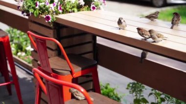 Sparrow waiting food in outdoor cafe. Attractive bird at terrace
