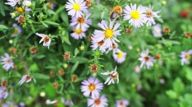 Arı çiçeğin yanında uçar. Böcek alerjisi makro video. Yeşil çimenler. Yaban arısı