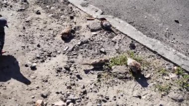 Sparrow have sand bath. Attractive bird at town. Funny brave fauna. Summer