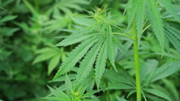 Cannabis grön växt. Anti juridik ört. Cbd-fält. Hampa trädgård. Medicinsk bakgrund — Stockvideo