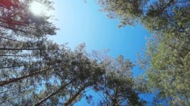 Orman ağaçlarının aşağısında. Mavi gökyüzü. Evergreen şubesi. Huzurlu bir sabah