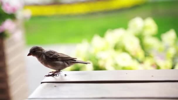 Sparrow waiting food in outdoor cafe. Attractive bird at terrace — Wideo stockowe