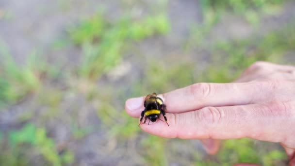 La abeja vuela en la mano de la gente. Alergia insecto macro video. Verde hierba video fondo — Vídeo de stock
