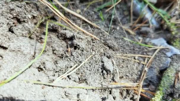 Лесные муравьи переезжают. Много насекомых. Песчаный фон. Медленное движение — стоковое видео