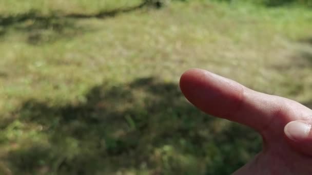 Fly insect on people finger. Flagonfly with transparent wings. Forest background — Stock Video