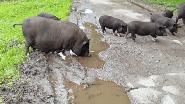 Gracioso cerdo negro caminando sobre hierba verde. Familia animal en la granja. Fondo de naturaleza — Vídeos de Stock